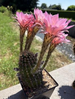 Preview: Echinopsis morgenrot
